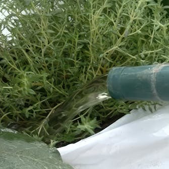 Kasvihuoneen kastelu Kasvihuoneen kastelu